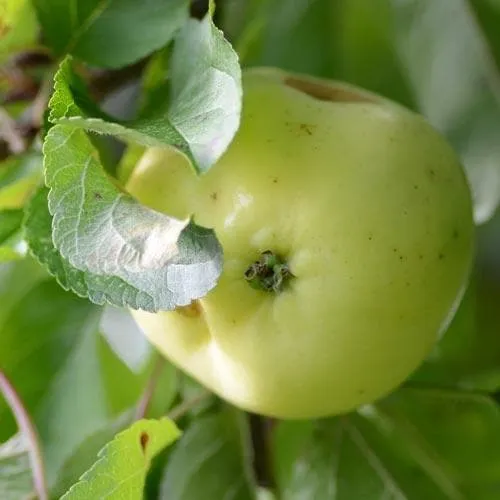 Apple Mrs Perry