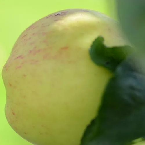 Apple Mrs Perry