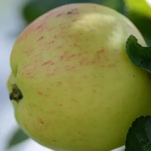 Apple Mrs Perry