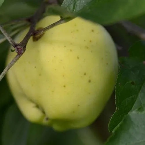 Apple Mrs Perry